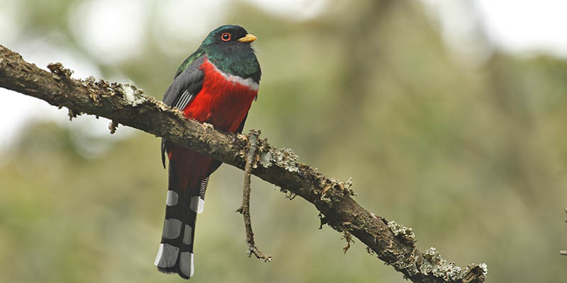 Birding in Quindío